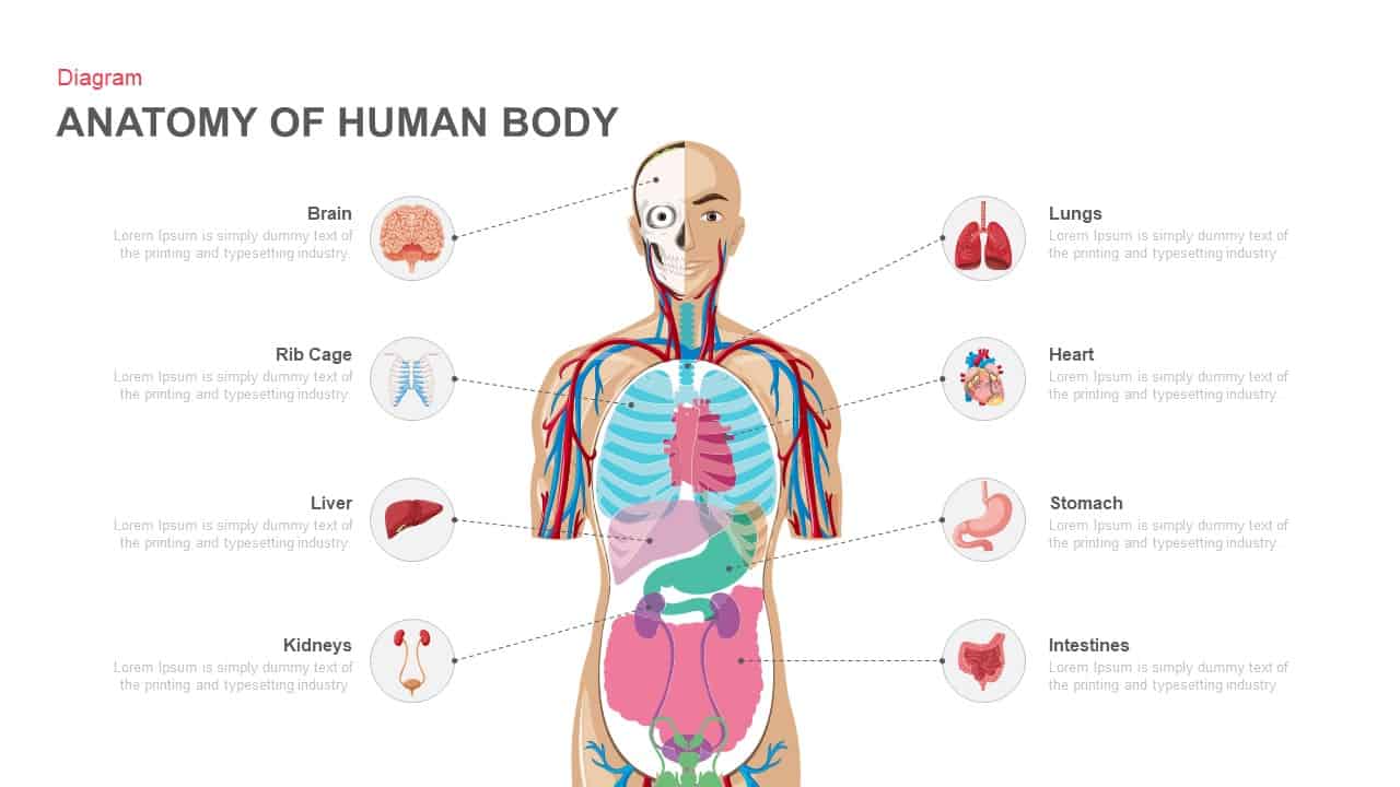 anatomy PowerPoint Template