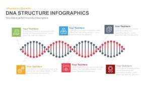 DNA Structure Infographics PowerPoint template and Keynote Slide