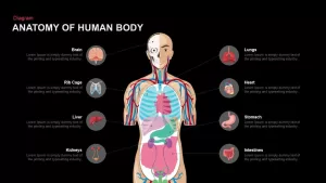 anatomy of the human body PowerPoint template and keynote