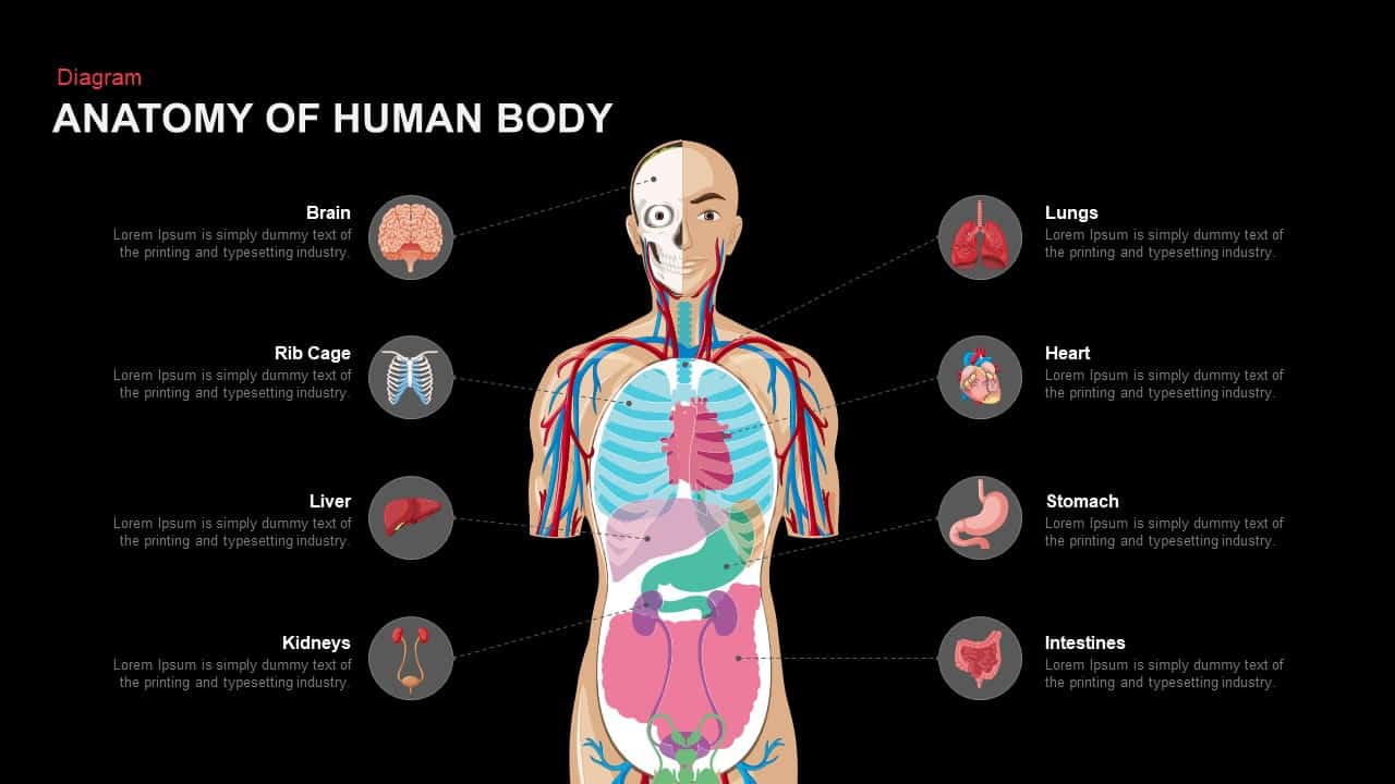 presentation templates anatomy