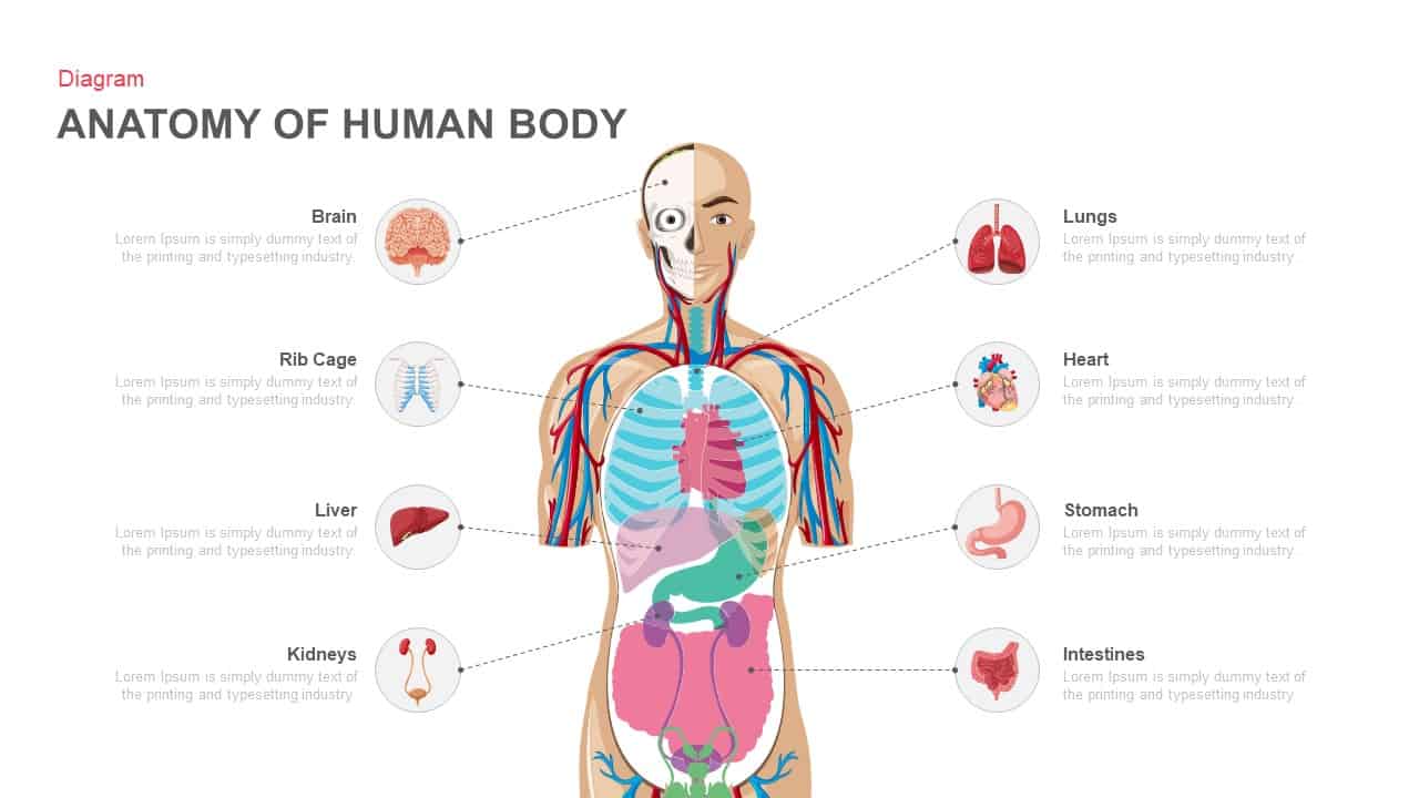 human-body-powerpoint-background