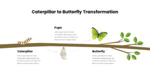 Caterpillar to Butterfly Transformation Template