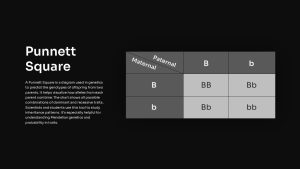Punnett Square PowerPoint presentation Template