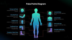Human Body Pulse Points Diagram Presentation Slide