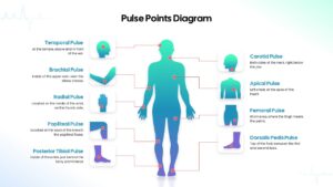 Human Body Pulse Points Diagram Template