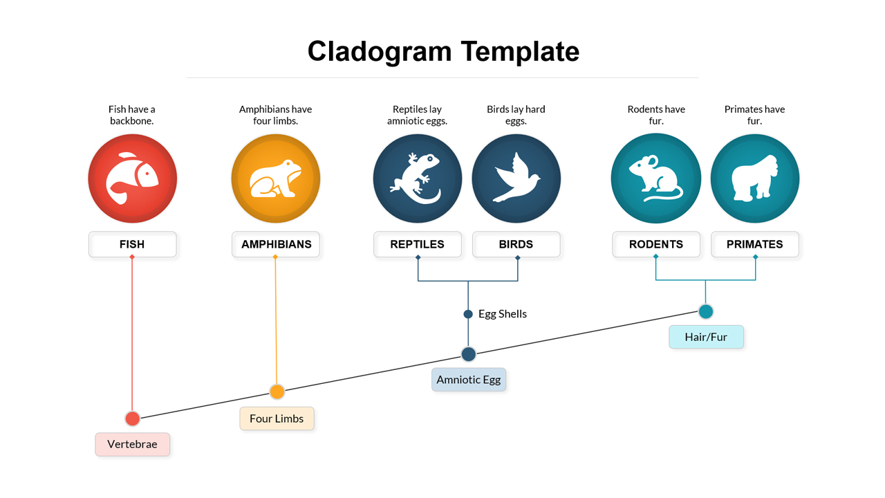 Cladogram Diagram Presentation Template