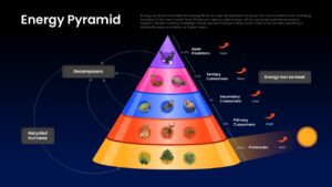 Energy pyramid diagram illustrating producers, consumers, decomposers, nutrient recycling, and energy transfer across trophic levels.