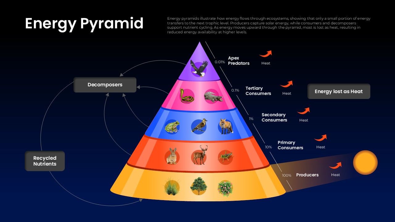 Energy pyramid diagram illustrating producers, consumers, decomposers, nutrient recycling, and energy transfer across trophic levels.