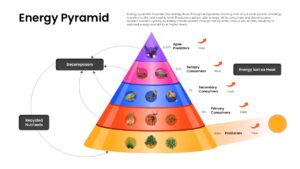 Colorful energy pyramid template showing trophic levels, heat loss, decomposers, and ecosystem energy distribution.