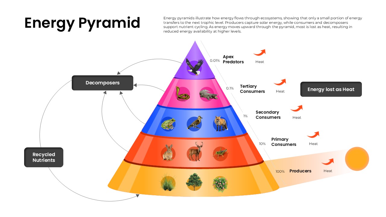 Colorful energy pyramid template showing trophic levels, heat loss, decomposers, and ecosystem energy distribution.