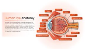 Human eye anatomy Google Slides diagram template showing labeled ocular structures and visual system components for biology and medical presentations.