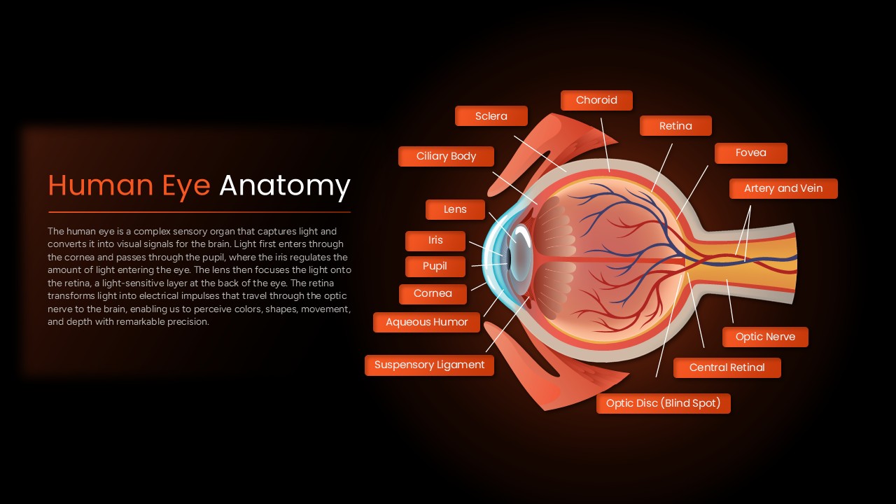 Human eye anatomy PowerPoint slide illustrating labeled eye structures including retina, optic nerve, iris, pupil, lens, cornea, and choroid.